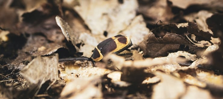 Picture of a beetle rummaging through some dead leaves